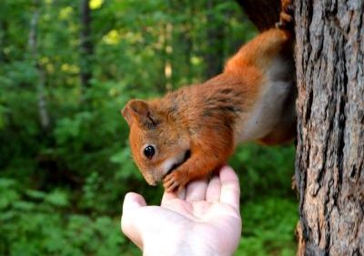 Giving Squirrel