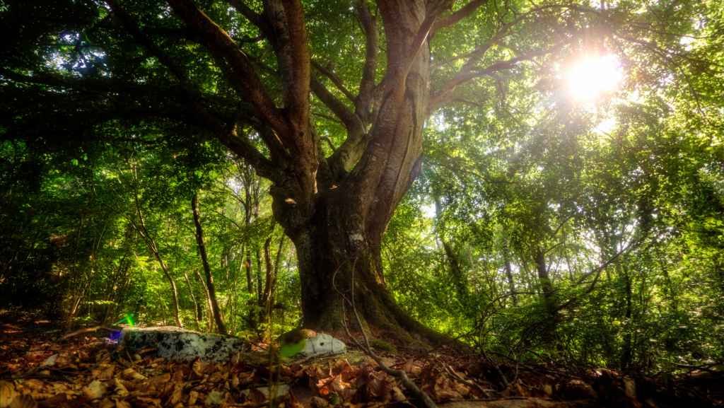 nature background