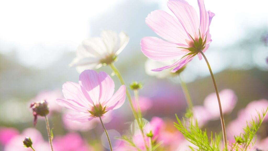 ethereal flowers heavenly background