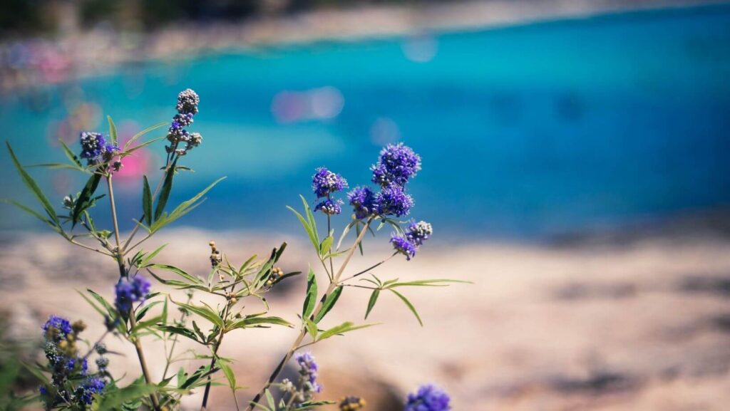 nature shore beach water background