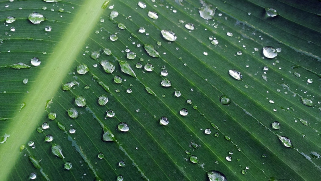 nature plants background