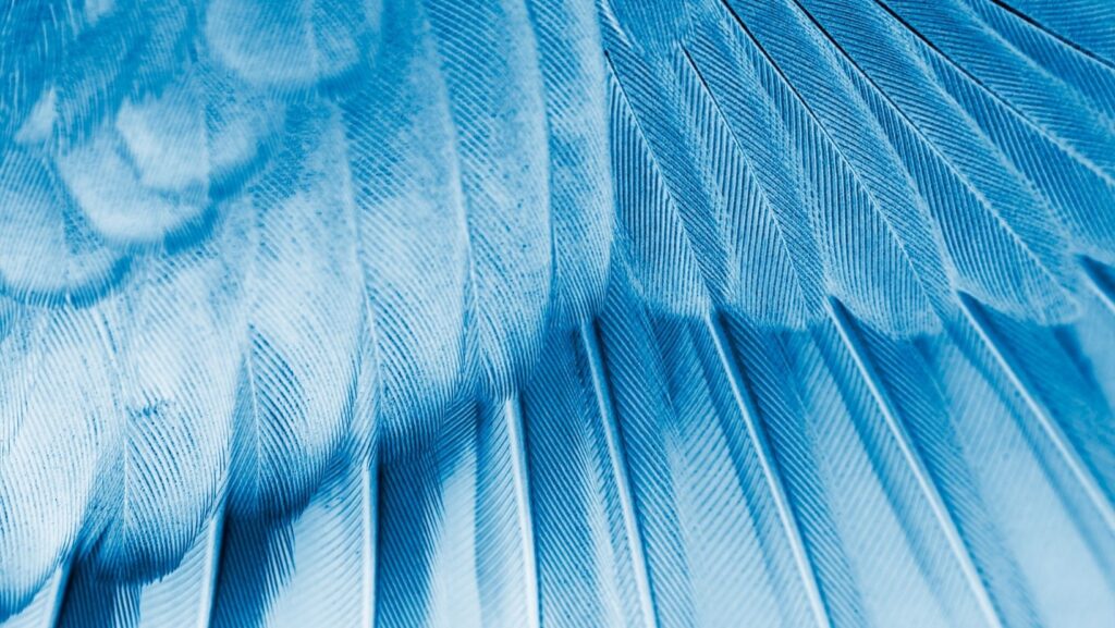 feathers wings angelic background
